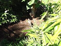 101PARC AUX OISEAUX DANS L AIN 2016 2_000011